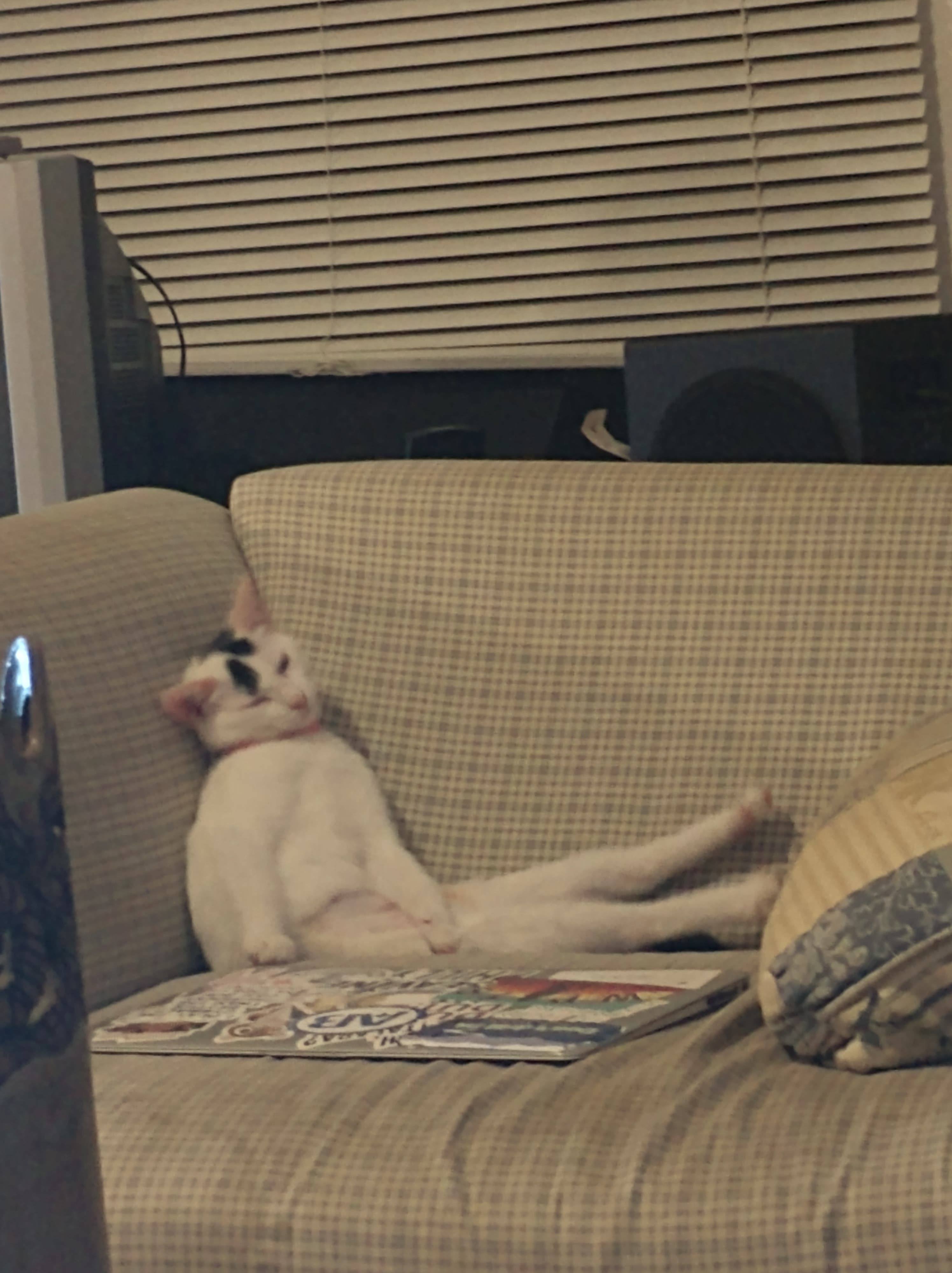 Picture of Cleo, the cat, sitting as a normal person would sit.  It is quite funny, as her legs are stretched out and her head tilted sideway