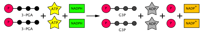 Schematic representation of a step of the Calvin cycle.