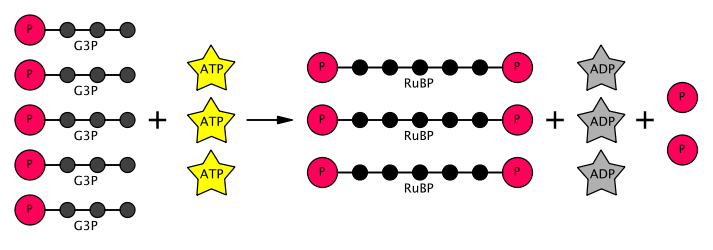 Schematic representation of a step of the Calvin cycle.