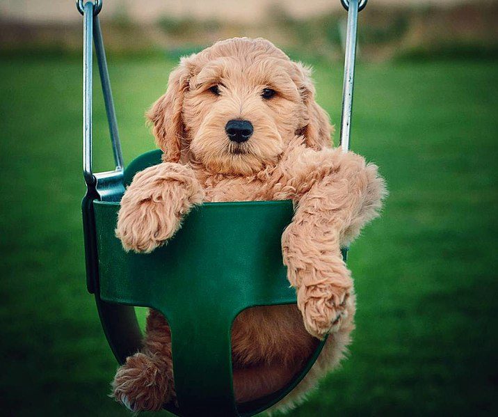 Goldendoodle puppy