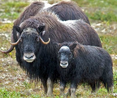 A picture of muskox.