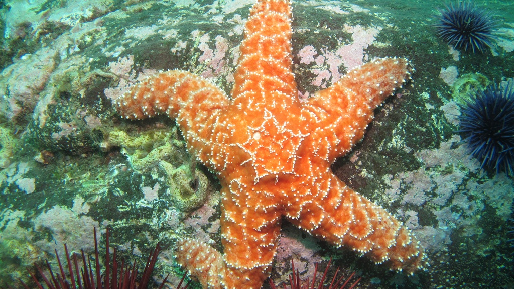 Ochre starfish