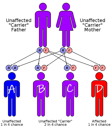A family tree.