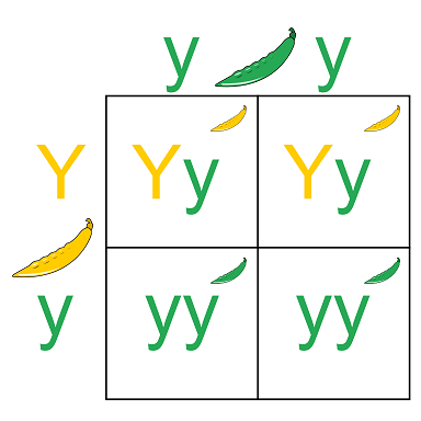 This is a punnett square showing a cross between two pea plants. The first parent has green pea pods with genotype lowercase y lowercase y. The second parent has yellow pea pods with genotype uppercase Y lowercase y.