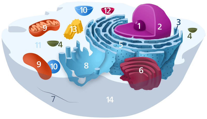 Numbered diagram of animal cell.