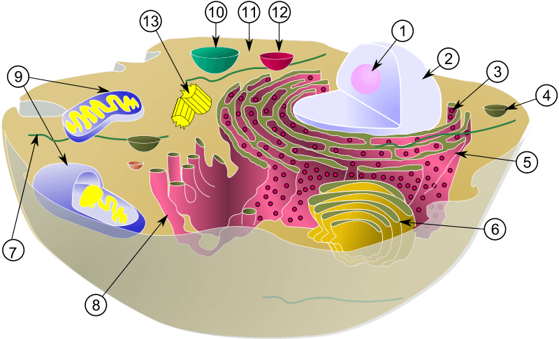 Numbered diagram of animal cell.