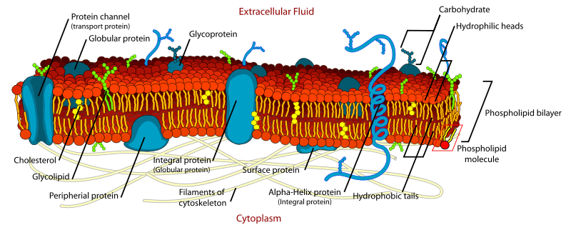 Phospholipid bilayer