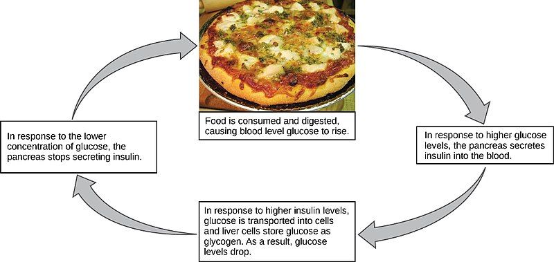 Food is consumed and digested causing blood level glucose to rise. In response to higher glucose levels, the pancreas secretes insulin into the blood. In response to higher insulin levels, glucose is transported into cells and liver cells store glucose as glycogen. As a result, glucose levels drop. In response to the lower concentration of glucose, the pancreas stops secreting insulin.