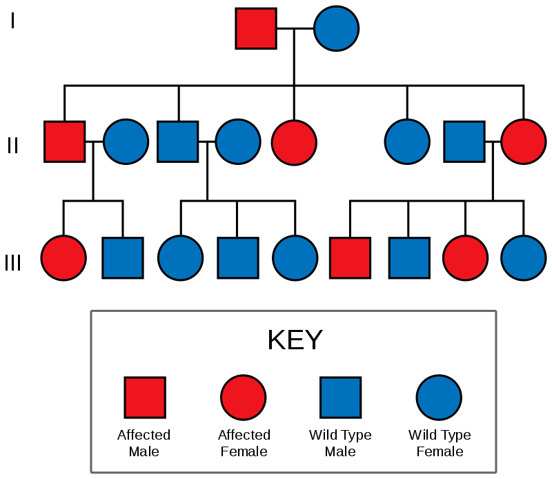 This image is showing a pedigree chart for Liddle's syndrome. In the first generation a male with Liddle's syndrome mates with a wild type woman who does not have Liddle's syndrome. They have two sons and three daughters. Two of the daughters and one of the sons in this second generation have Liddle's syndrome, and the other two children do not. In the third generation half of the kids of the affected parents have Liddle's syndrome, and half do not. None of the third generation children of unaffected second generation parents have Liddle's parents.