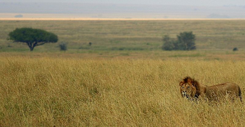 A picture of a tropical grassland
