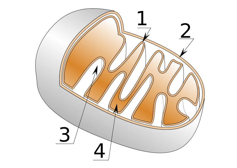 Numbered diagram of mitochondrion.