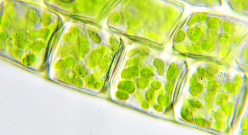 Square green cells arranged in a grid. 