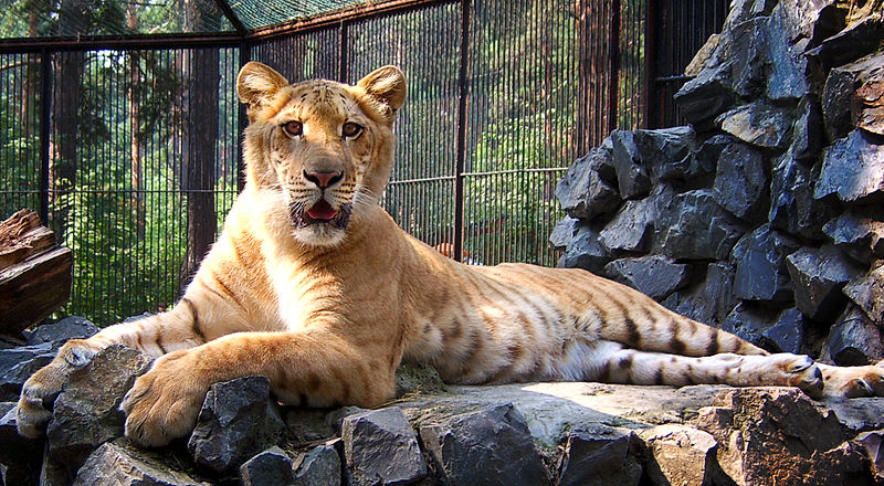 A female liger. She looks like a lion with some stripes.