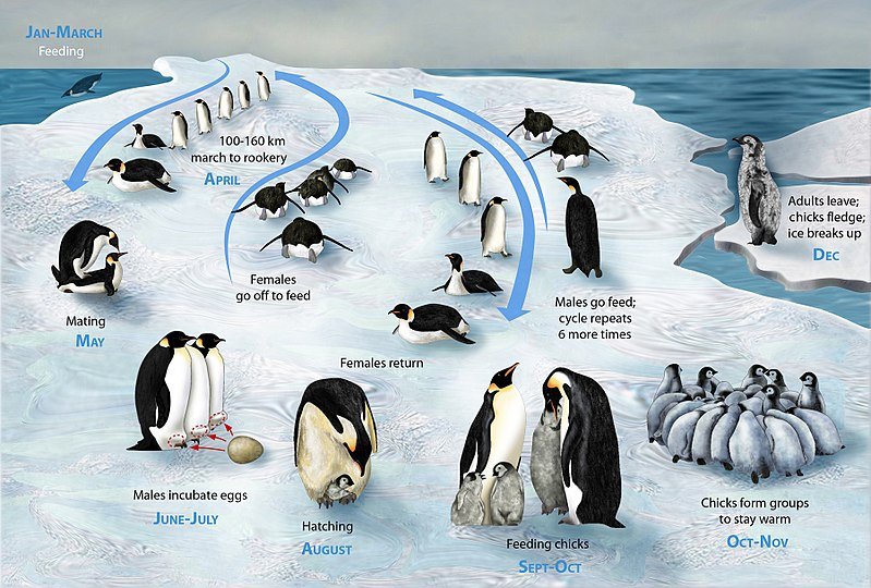 Penguin chicks are adorable, fuzzy grey birds. Over time, they lose their fuzz and mature into handsome adolescent birds. Finally. they become fancy adults.