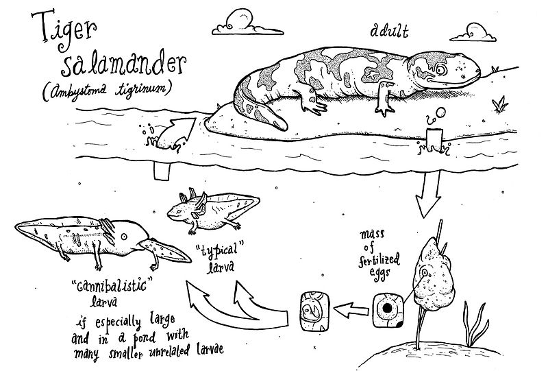 Adult tiger salamanders lay a mass of fertilized eggs.  These eggs eventually become larva, which then in turn become adults. 