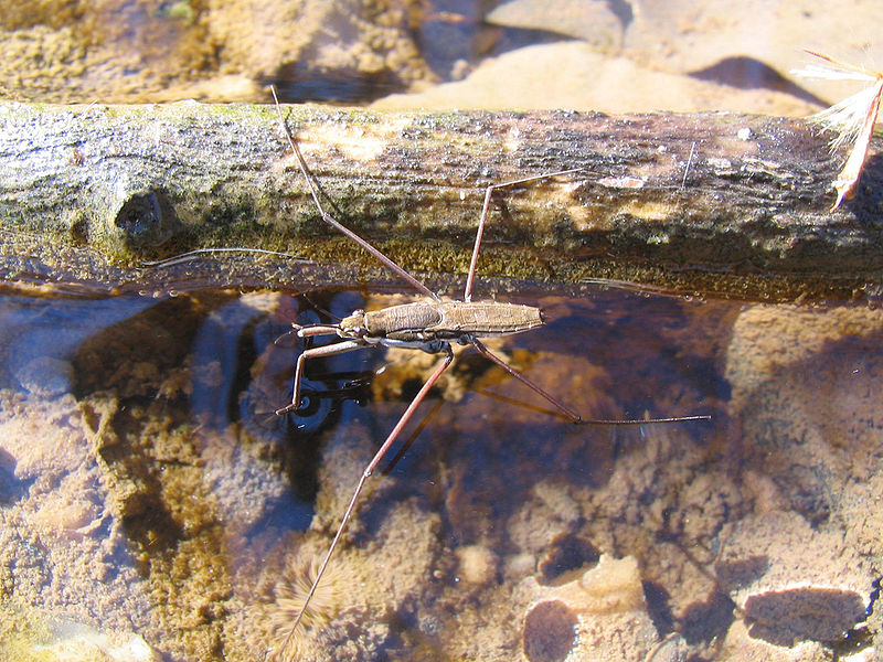 Image of water strider insect standing on water without breaking the surface of the water.