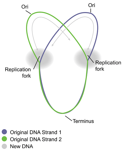 A circular ring of DNA is being replicated.  There are two replication forks. 