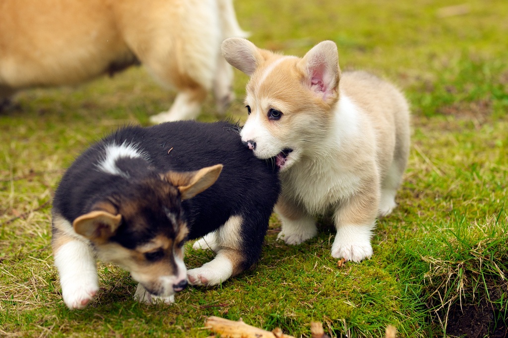 Two corgi puppies. One puppy is reddish tan and white, while the other is black, reddish brown, and white.
