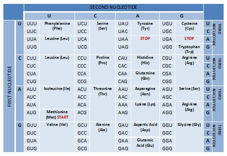 A list of codons and the amino acids they code for. UUU and UUC code for Phe. UUA, UUG, CUU, CUC, CUA, and CUG code for Leu. AUU, AUC, and AUA code for Ile. AUG codes for Met. GUU, GUC, GUA, and GUG code for Val. UCU, UCC, UCA, UCG, AGU, and AGC code for Ser. CCU, CCC, CCA, and CCG code for Pro. ACU, ACC, ACA, and ACG code for Thr. GCU, GCC, GCA, and GCG code for Ala. UAU and UAC code for Tyr. UAA, UAG, and UGA code for Stop. CAU and CAC code for His. CAA and CAG code for Gln. AAU and AAC code for Asn. AAA and AAG code for Lys. GAU and GAC code for Asp. GAA and GAG code for Glu. UGU and UGC code for Cys. UGG codes for Trp. CGU, CGC, CGA, and CGG code for Arg. AGU, AGC, AGA, and AGG code for Arg. GGU, GGC, GGA, and GGG codes for Gly.