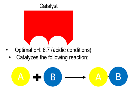 A catalyst has an optimal pH of 6.7 (acidic conditions). It catalyzes a reaction between molecule A and molecule B to form a molecule AB. 