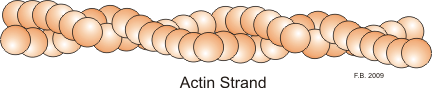 An actin strand.