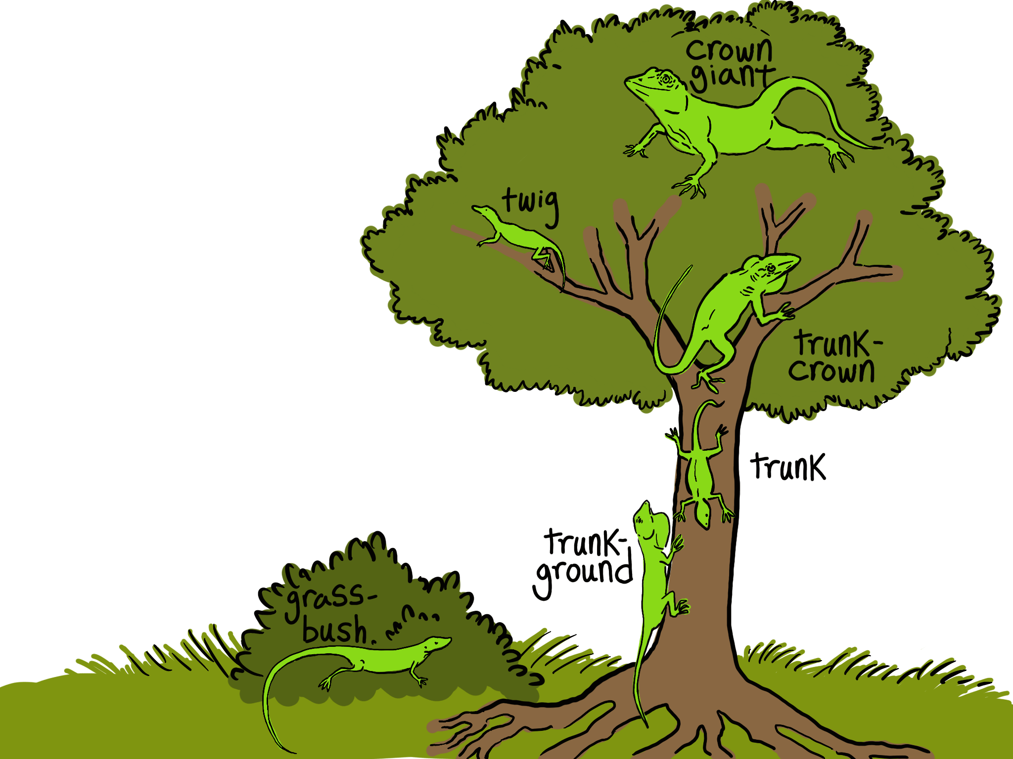 Adaptive Radiation Definition Examples Expii