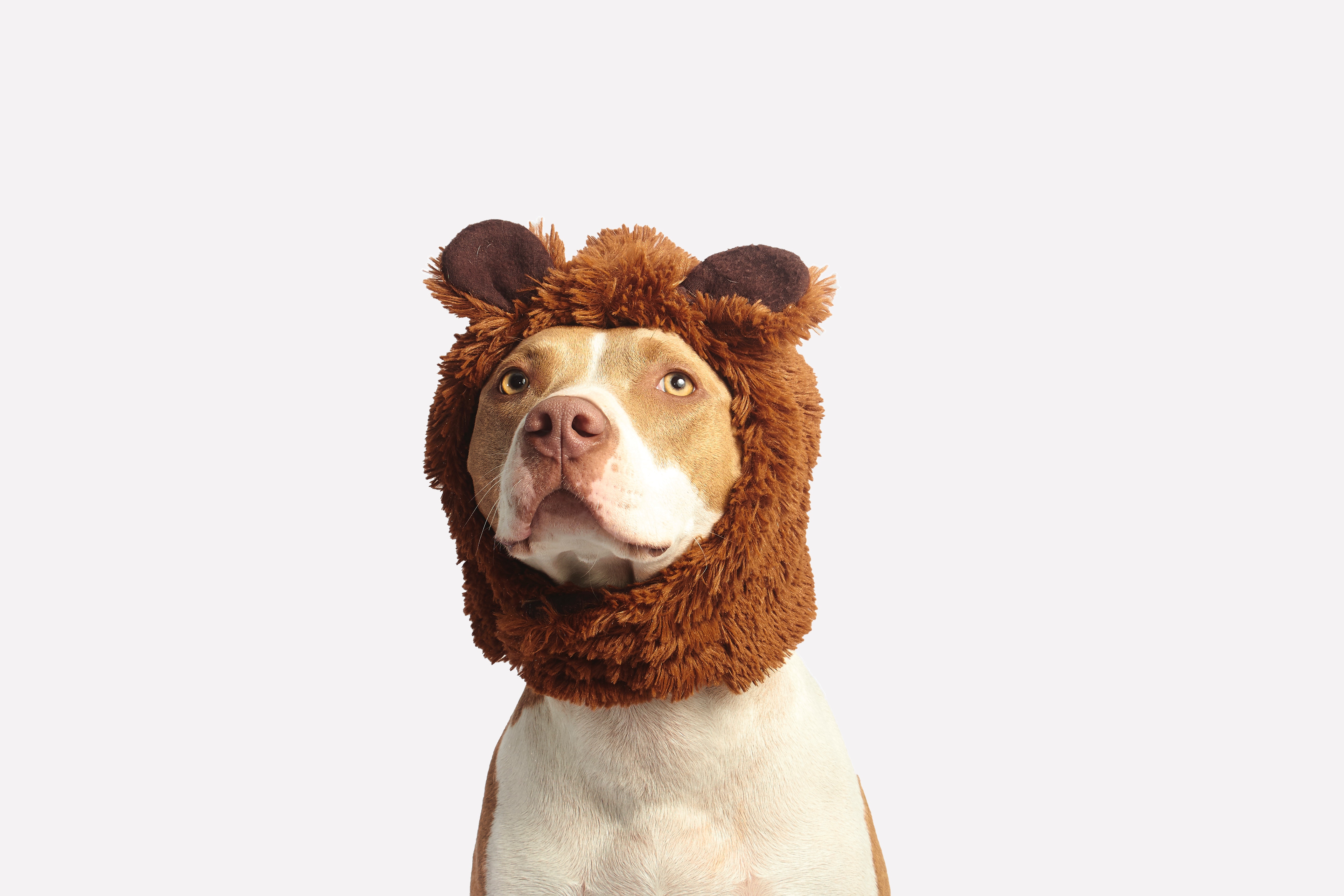 a dog in a lion costume