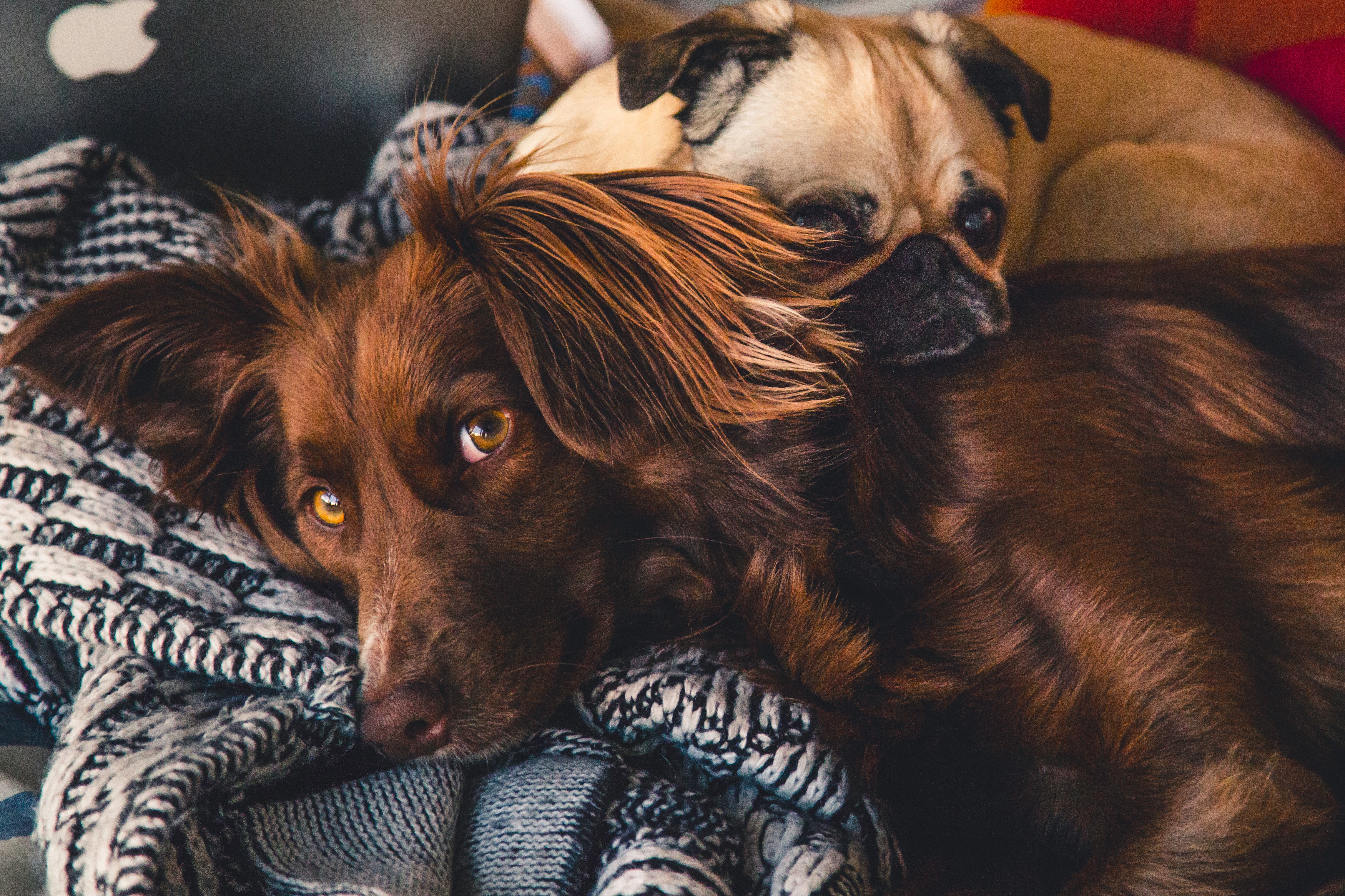 two adorable cuddling dogs