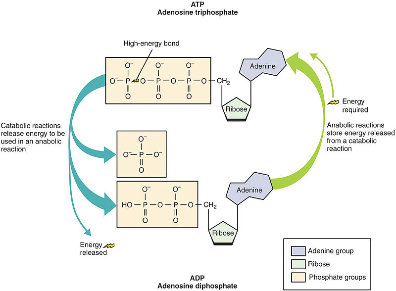 A water molecule is used to break up ATP. The hydrolysis of ATP releases energy. This turns ATP into ADP. If the cells have extra energy, they can "charge" the molecular battery back to full by adding another phosphate group.