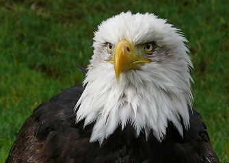 A majestic bald eagle.