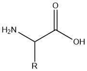 A diagram of the generalized amino acid. A tertiary carbon is bonded to a primary amine, a carboxylic acid, and the R group
