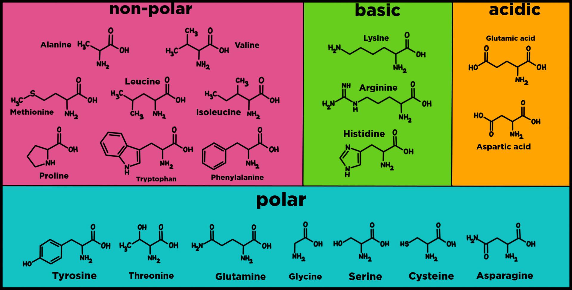 An amino acid chart. Non-polar amino acids include alanine, valine, methionine, leucine, isoleucine, proline, tryptophan, and phenylalanine. Basic amino acids include lysine, arginine, and histidine. Acidic amino acids include glutamic acid and aspartic acid. Polar amino acids include tyrosine, threonine, glutamine, glycine, serine, cysteine, and asparagine.