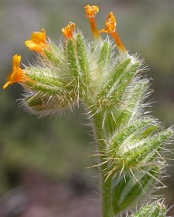 This is a picture of the flower called Devil's Lettuce.