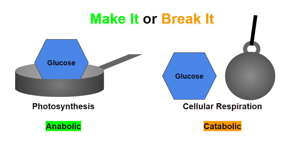 Anabolism refers to the formation of metabolic compounds. Catabolism is the breaking down of metabolic compounds.