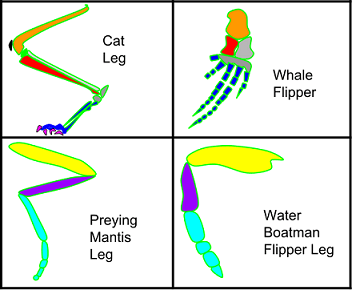 A photo of the structure of a cat leg, whale flipper, preying mantis leg, and water boatman flipper leg.
