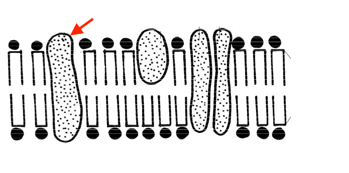 A picture of a cell membrane. There is a structure going through the membrane.