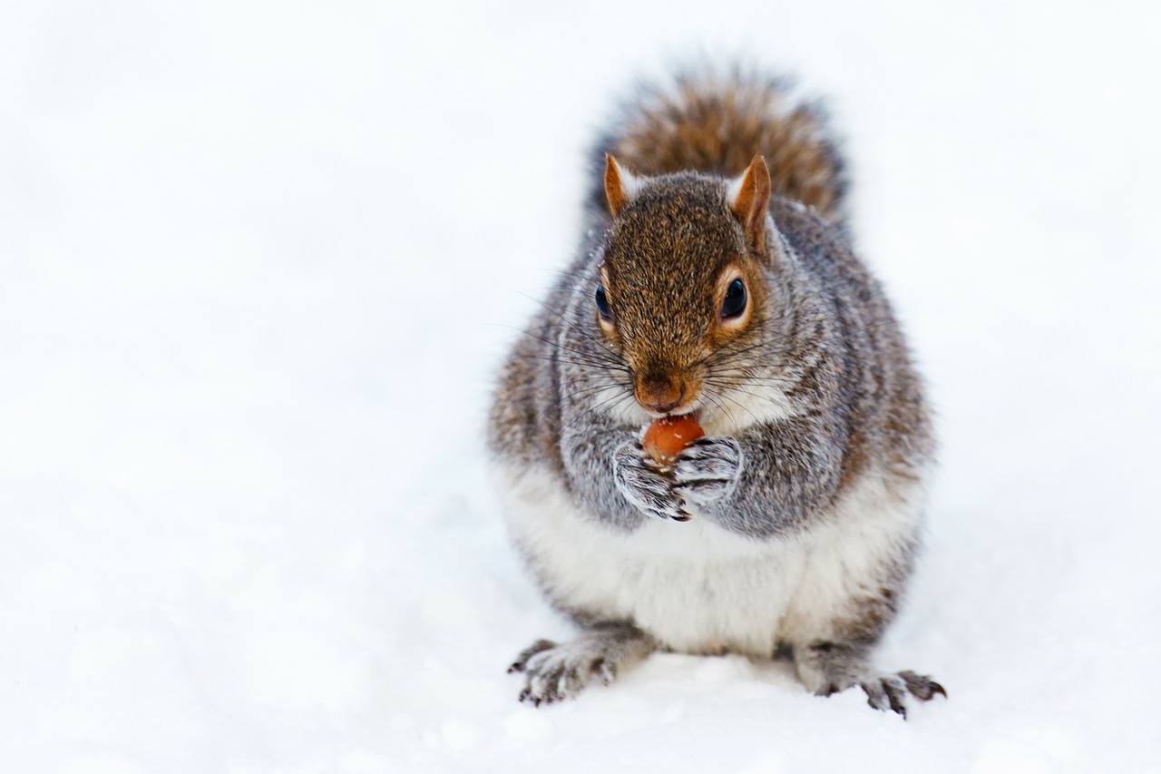 An image of a squirrel in the snow.