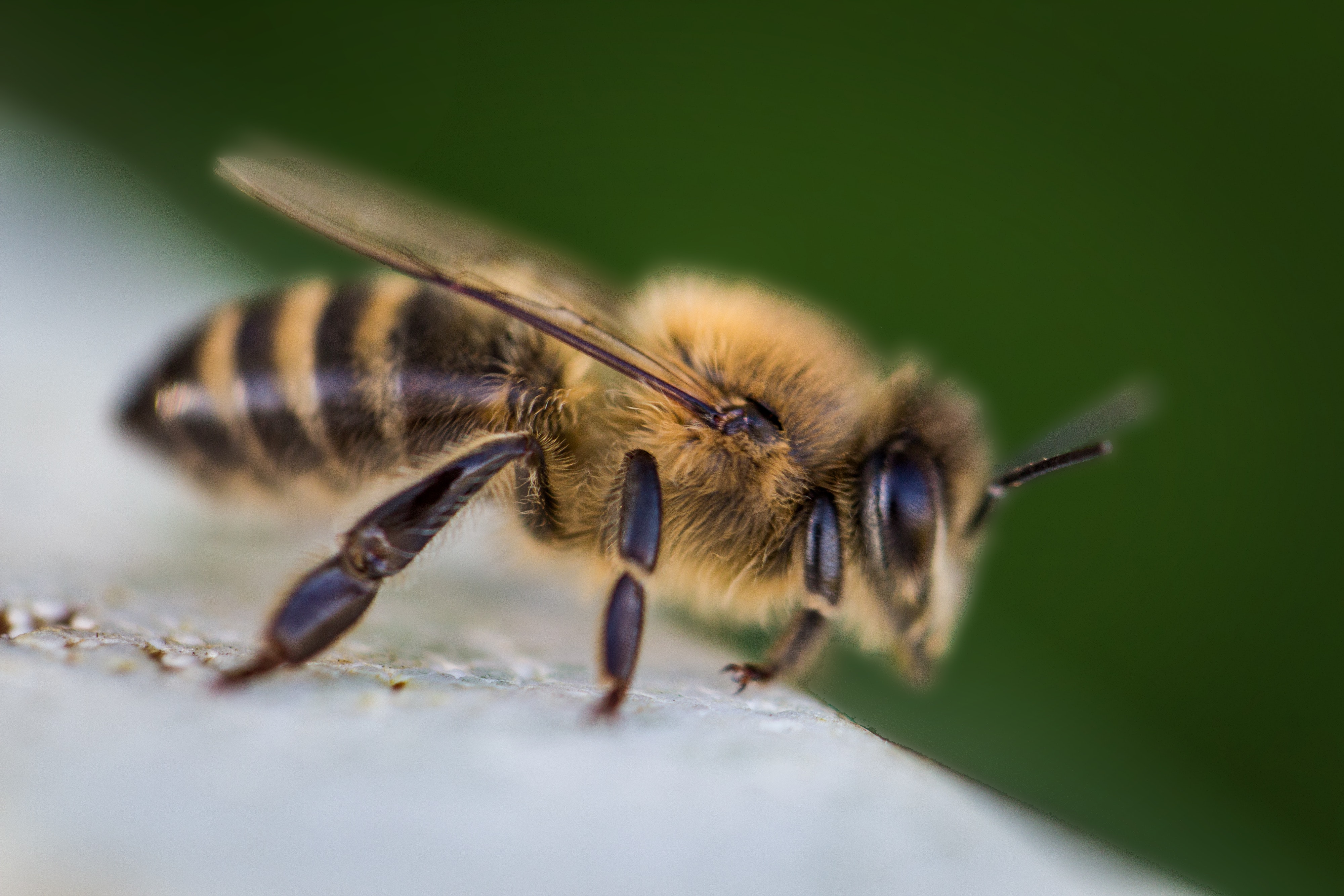 A bee