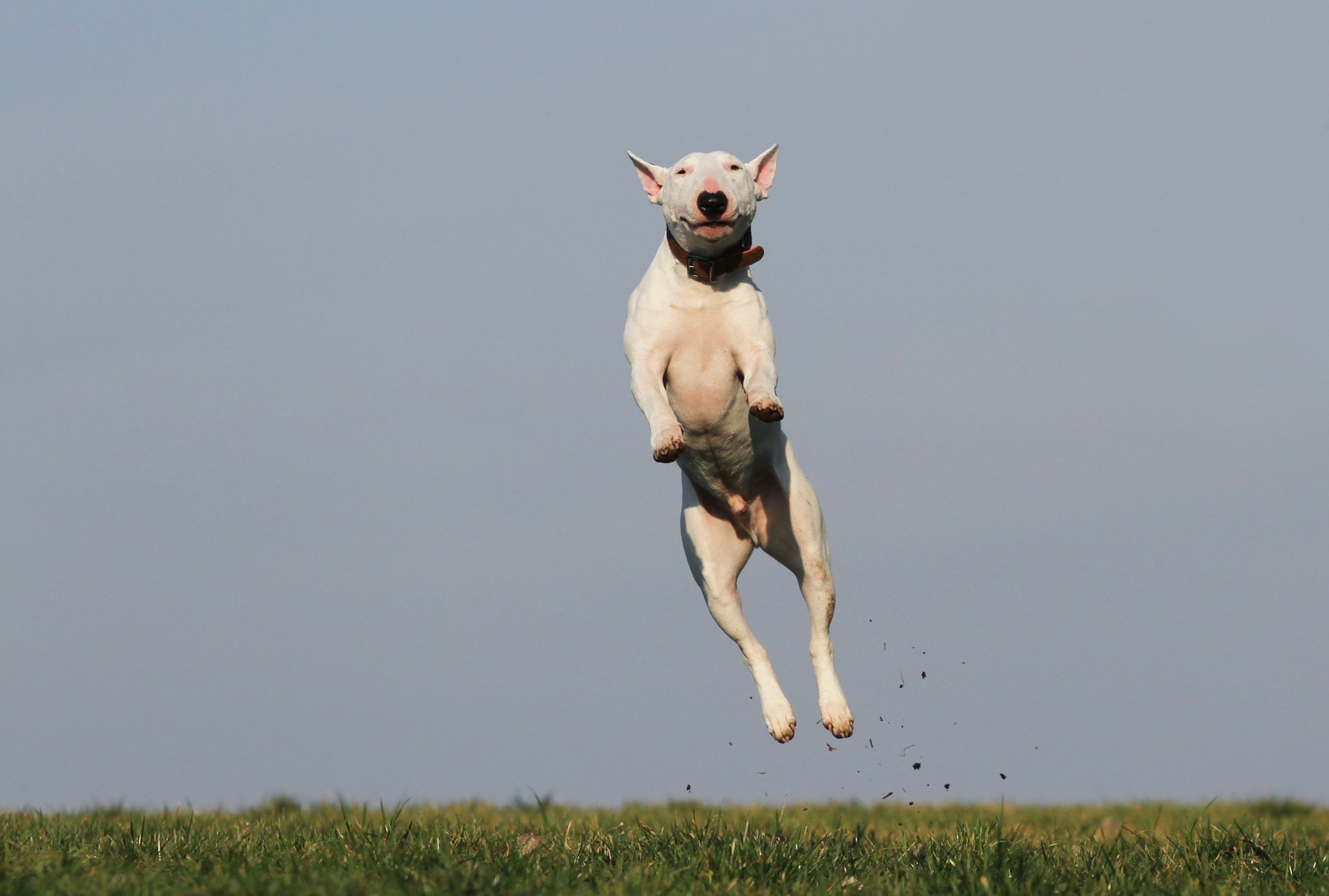 a white jumping dog