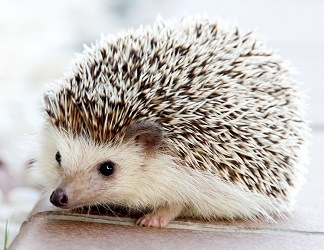 A baby hedgehog
