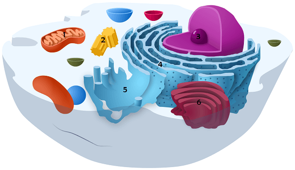 This is a structure of a cell
