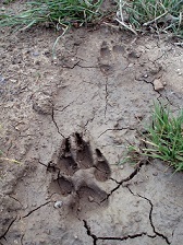 A four-toed foot print in the dirt.