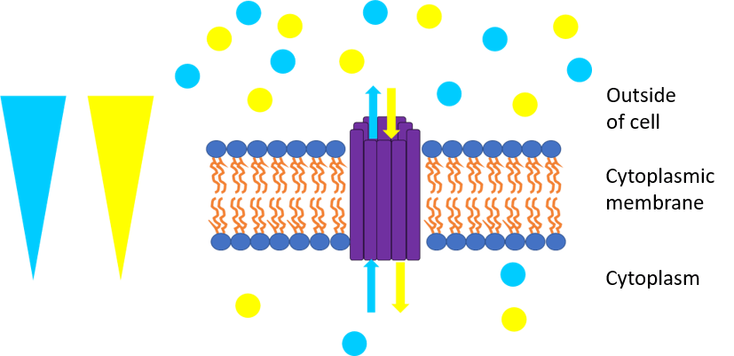 This image shows blue and yellow molecules at a high concentration outside of a cell and at a low concentration inside of a cell. The yellow molecules are moving down their concentration gradient into the cell. The blue molecules are moving up their concentration gradient out of the cell.