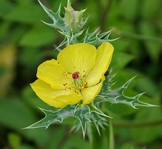 Picture of a Prickly Poppy flower.