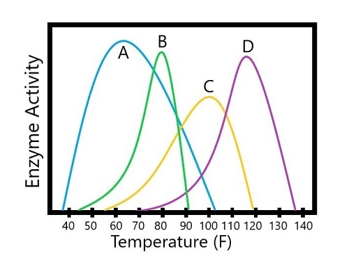 Enzyme A has highest activity at around 60 degrees Fahrenheit. Enzyme B has the highest level of activity at 80 degrees Fahrenheit. Enzyme C has highest activity at 100 degrees Fahrenheit. Enzyme D has highest activity at 120 degrees Fahrenheit.