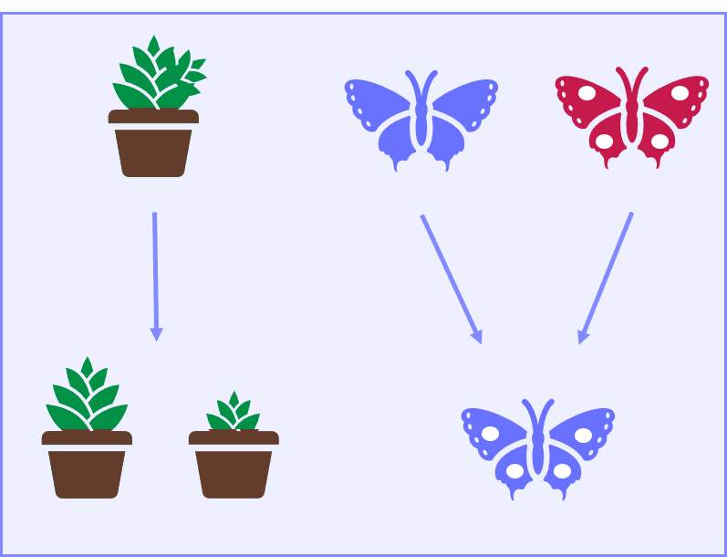 A plant family and a butterfly family