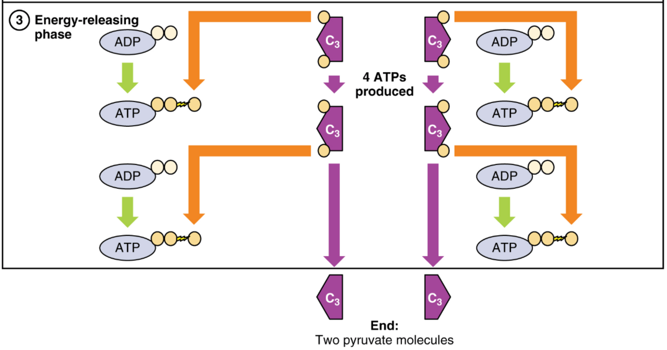 The third step of glycolysis