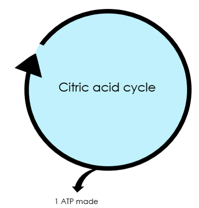 For every turn of the citric acid cycle, one ATP is made.