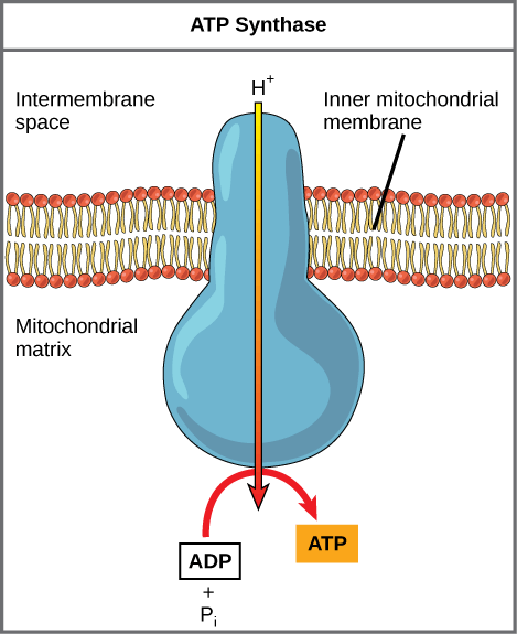 ATP synthase passes through the inner mitochondrial membrane. It adds another phosphate group to ADP, forming ATP.
