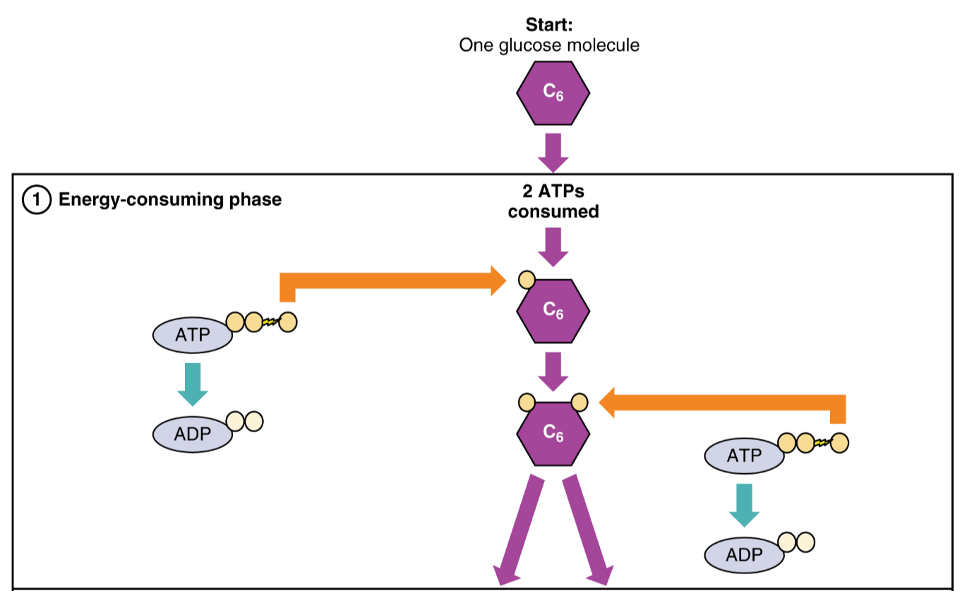 Flowchart of the steps in glycolysis